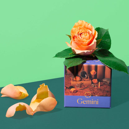 Gemini